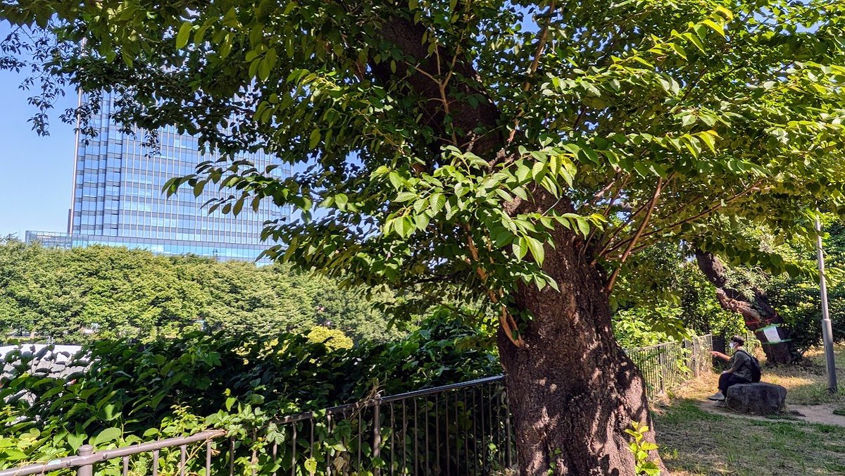 taku_oikawa's tweet photo. 2026年6月1日(月)5:45[#商願 2025-85716] #商標 [画像]  OCR:#SeDoC'出願人:株式会社 #少年写真新聞社 (東京都 #千代田区) 出願日:2025年7月27日https://t.co/nNLzHytO1N商標速報botに驚いた12:55 #昼休み 8:03 出勤途上の #歩くひと🚶 #樹冠/#FEC自給圏 等々推進願う #jvj https://t.co/KCKfK4suPK https://t.co/QnAh9T09aa