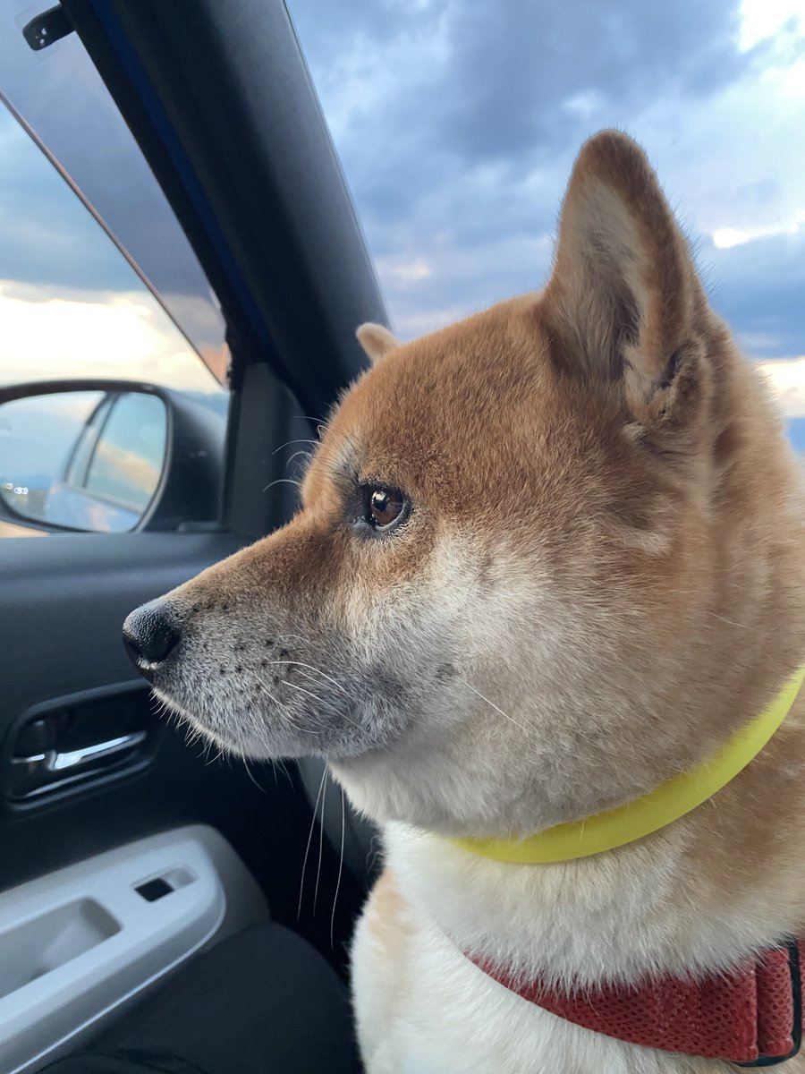 misomios965's tweet photo. いい横顔　#柴犬 https://t.co/AICnFSVUZi