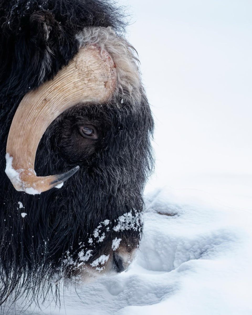 Professor_Kay_'s tweet photo. Randomly remembered I was obsessed with this animal called the Muskox when I was a kid. Super weird animal to have as my favorite https://t.co/i8XcDTEaNQ