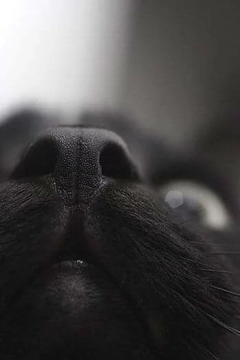 SassySiren79132's tweet photo. 🐈‍⬛🐈‍⬛🐈‍⬛🖤
🖤🐈‍⬛🐈‍⬛🐈‍⬛ https://t.co/pl0UMlpFrJ