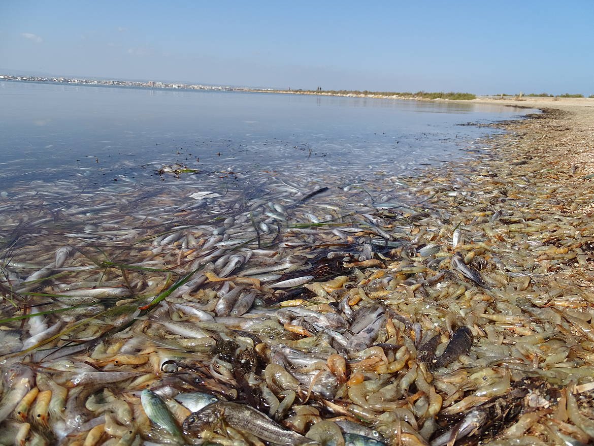 SamaHoole's tweet photo. In southeastern Spain there is a lagoon called the Mar Menor, the largest saltwater lagoon in Europe. It was once a jewel, clear water full of seahorses and fish, ringed with resorts.

In recent years it has repeatedly died. Tonnes of dead fish and crustaceans have washed up on its beaches, suffocated, the whole lagoon turning to green soup. Holidaymakers have stood on the shore watching thousands of fish crowd into the shallows, gasping for oxygen that was not there.

The cause is chiefly farming. The land around the Mar Menor is intensive irrigated agriculture, the sort that grows cheap fruit and vegetables for European supermarkets. Fertiliser off those fields, heavy with nitrates, runs off and seeps into the lagoon and feeds enormous blooms of algae. The algae bloom, die, and rot, and the rotting drags the oxygen out of the water, and everything that breathes it dies.

It got so bad that in 2022 Spain took the extraordinary step of granting the Mar Menor legal personhood, the right to be defended in court as though it were a person, after years of marches and over 600,000 signatures, because nothing else had managed to stop the slow killing of it.

A lagoon asphyxiated by the runoff from growing healthy plant food, while the cow on her hill, miles away, gets the lecture.

The fish kills make the news for a day. The next punnet of cheap peppers never mentions where it came from, or what it cost the water next door.