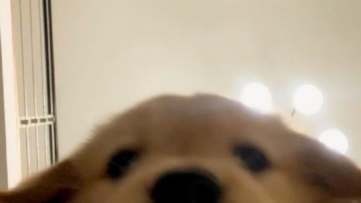 heartis_jake's tweet photo. 🐶 https://t.co/BCXVsd5wGc