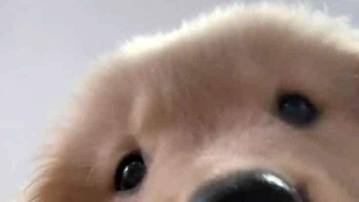 heartis_jake's tweet photo. 🐶 https://t.co/BCXVsd5wGc