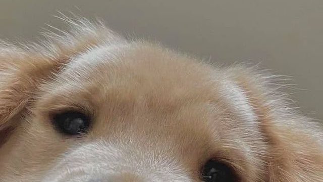 heartis_jake's tweet photo. 🐶 https://t.co/BCXVsd5wGc