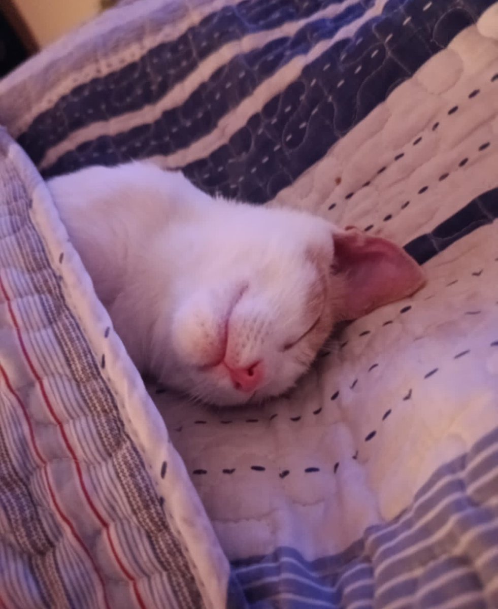Catalinas23's tweet photo. #mimascotarata mi angel 😽 https://t.co/XKRojuIK7O