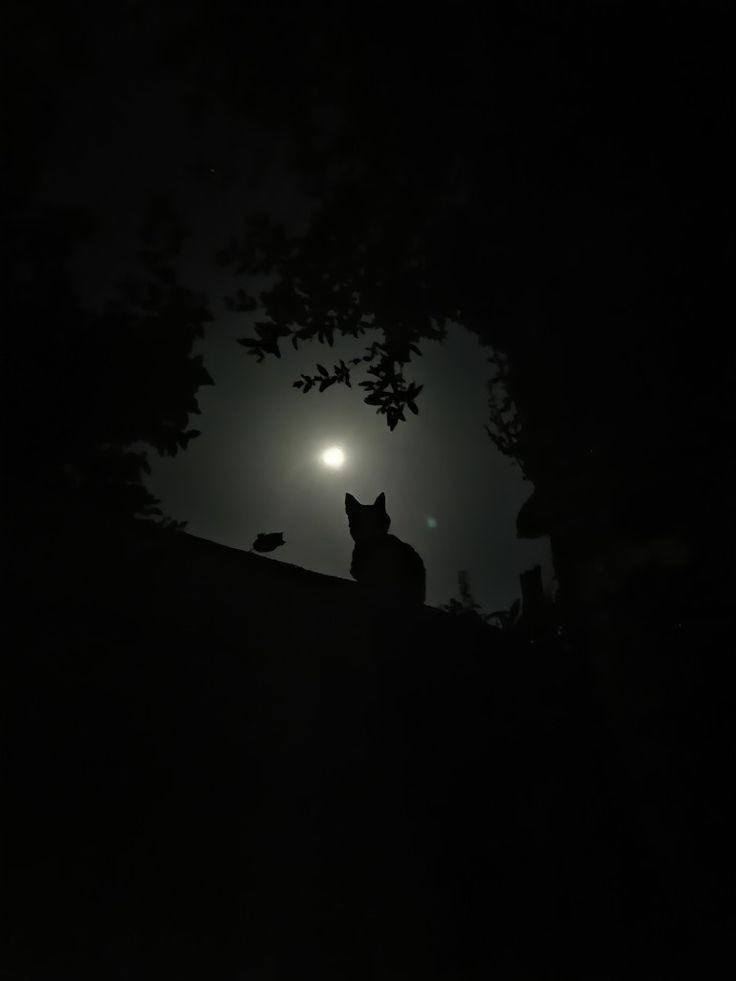 zenhamdu's tweet photo. Have a magical #FullMoon #BlueFullMoon #LunaLlena 🌕✨✨✨ https://t.co/B0Vnzic0Lc