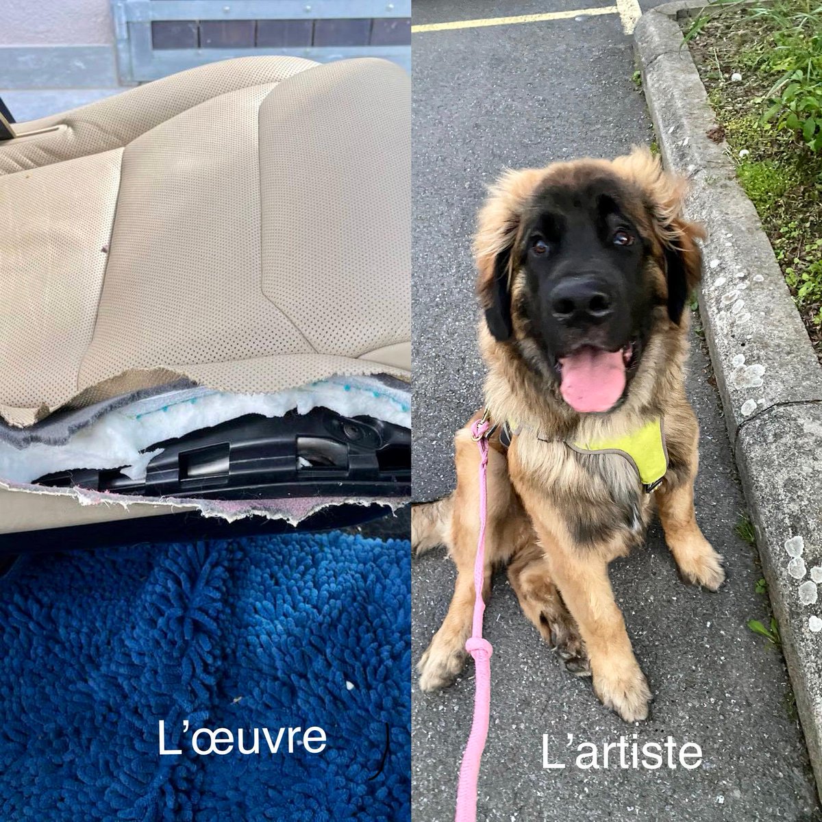 ezdiver's tweet photo. @BhattiLaib9960 10 minutes. Replacing that leather car seat is like $10k. 

The worst part? I fixed it … too … soon. 
He did it again.

Insurance doesn’t cover it. https://t.co/M2vJ7QC74a