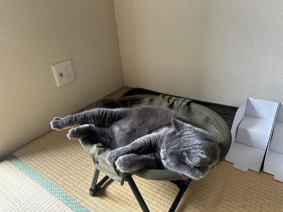 何を見てるのかと思ったら 野良のクロちゃん #ブリティッシュショート