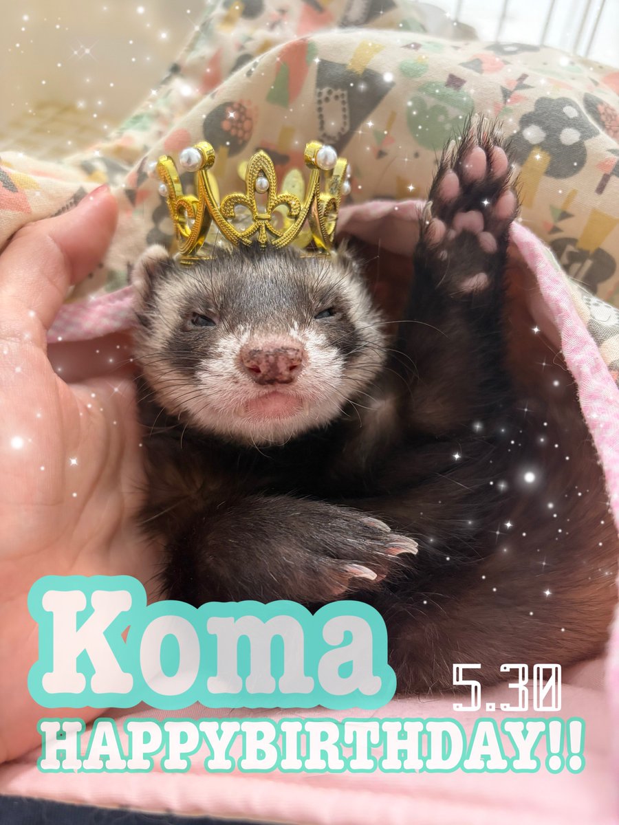 NO40 秋らしいフェレットちゃんᒼᑋªⁿ❤︎*❤️‼️ フェレット