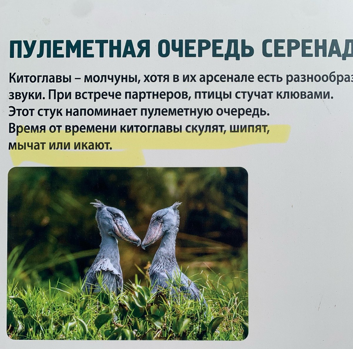 nice_palmir's tweet photo. Не так ли и мы все https://t.co/P8MnDeXmXc