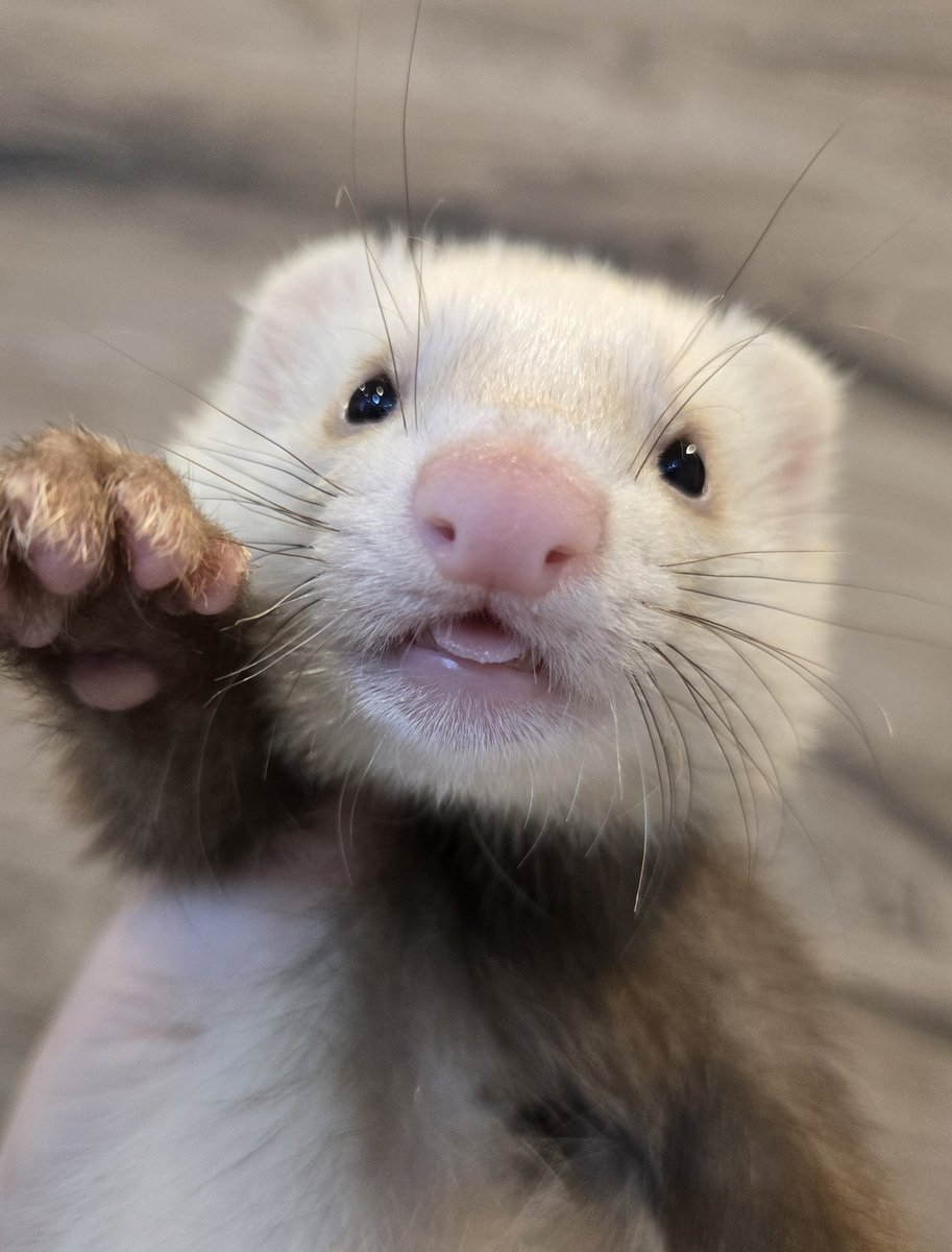 フェレット