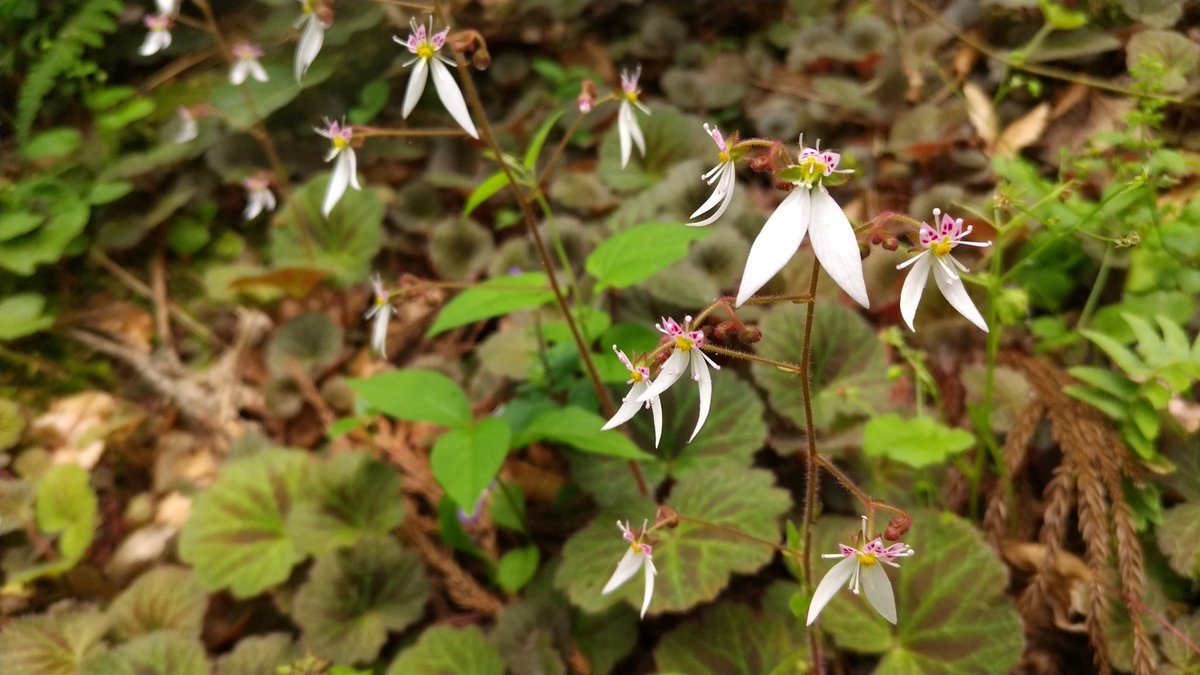 ユキノシタ(雪の下) Saxifraga stolonifera コアジサイ(小紫陽花