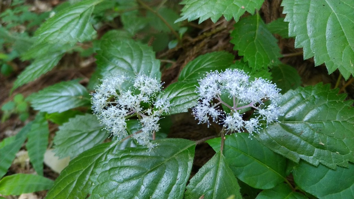 ユキノシタ(雪の下) Saxifraga stolonifera コアジサイ(小紫陽花