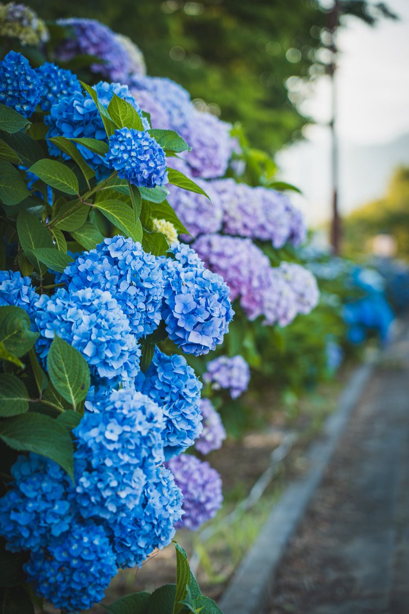 take99_'s tweet photo. #紫陽花
開成町　5月31日　開花中 https://t.co/XCdCMNmmxU