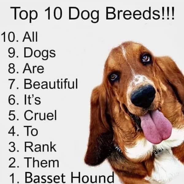 ZoeyTheHound's tweet photo. https://t.co/OTHpBSgdWm
