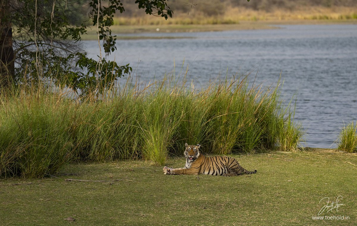Jayanth_Sharma's tweet photo. Over the weekend we just concluded our #Ranthambhore photo tour and as usual it was a delight to be here in the best areas during summer. Riddhi and her boys were the highlight of the trip with T121 and T120 being the other Tigers we met.

#ToeholdPhotoTravel https://t.co/XSFf83DmdH