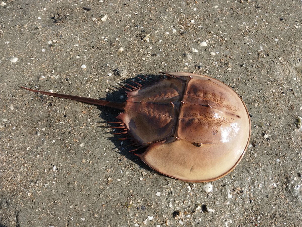 RickyPowerstone's tweet photo. 先日完成したカブトガニの剥製。
干潟に連れて行ってカブトガニを見つけたごっこしてきた。
作り物だとわかってるけどテンション上がるわぁ～↑↑↑ https://t.co/gLem6dbAle