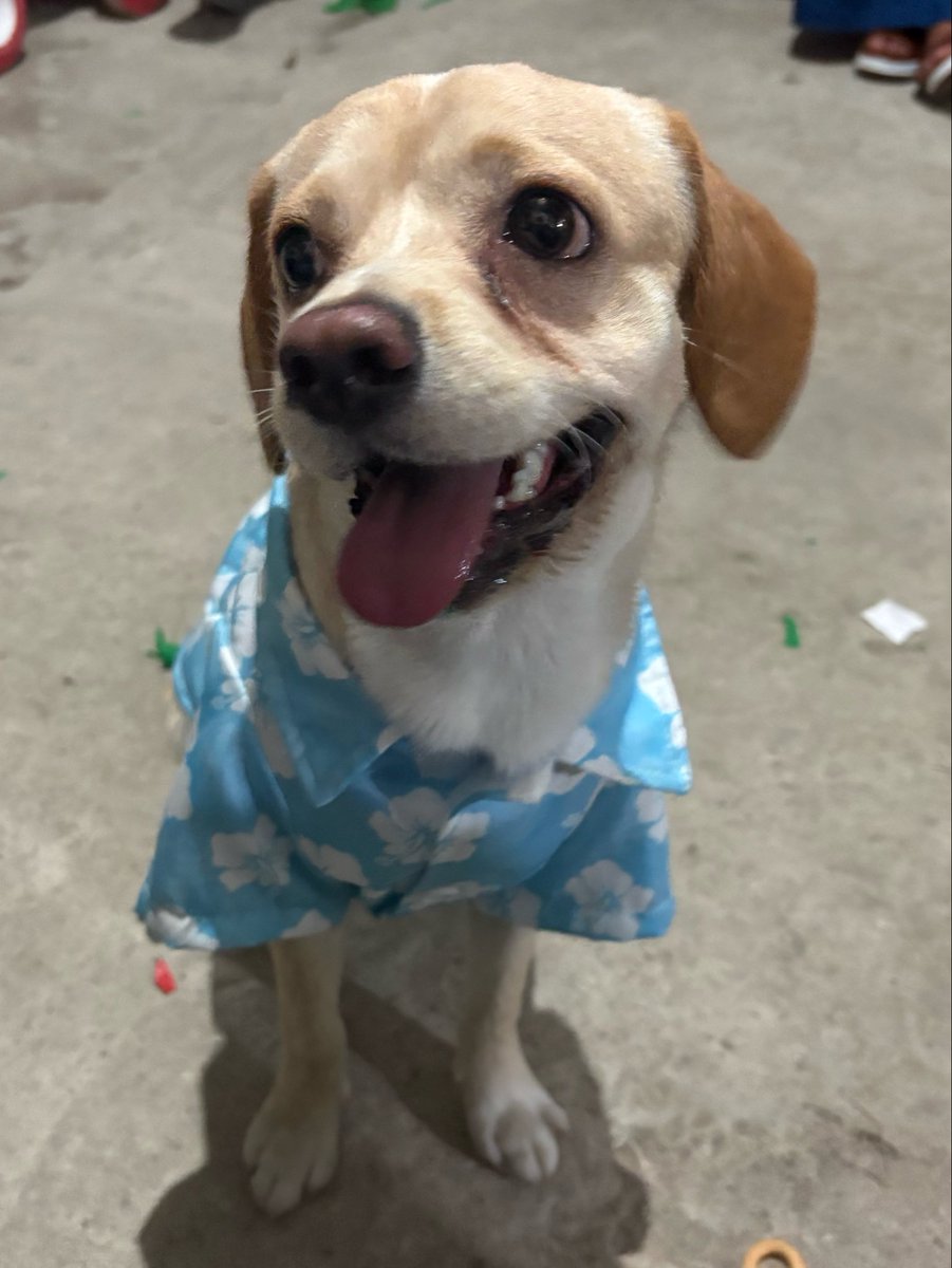 geraloveee's tweet photo. ay amo tanto a maverick, lo adoptamos pq originalmente era para mi suegra (ella quería un chihuahua y nos dijeron q mabo iba ser muy pequeño y era una cruza con esa raza) obviamente nada q ver y además es talla M pero no me arrepiento de esa adopcion, es un perrito muy noble🥹🩵 https://t.co/eUE0aY1nsP