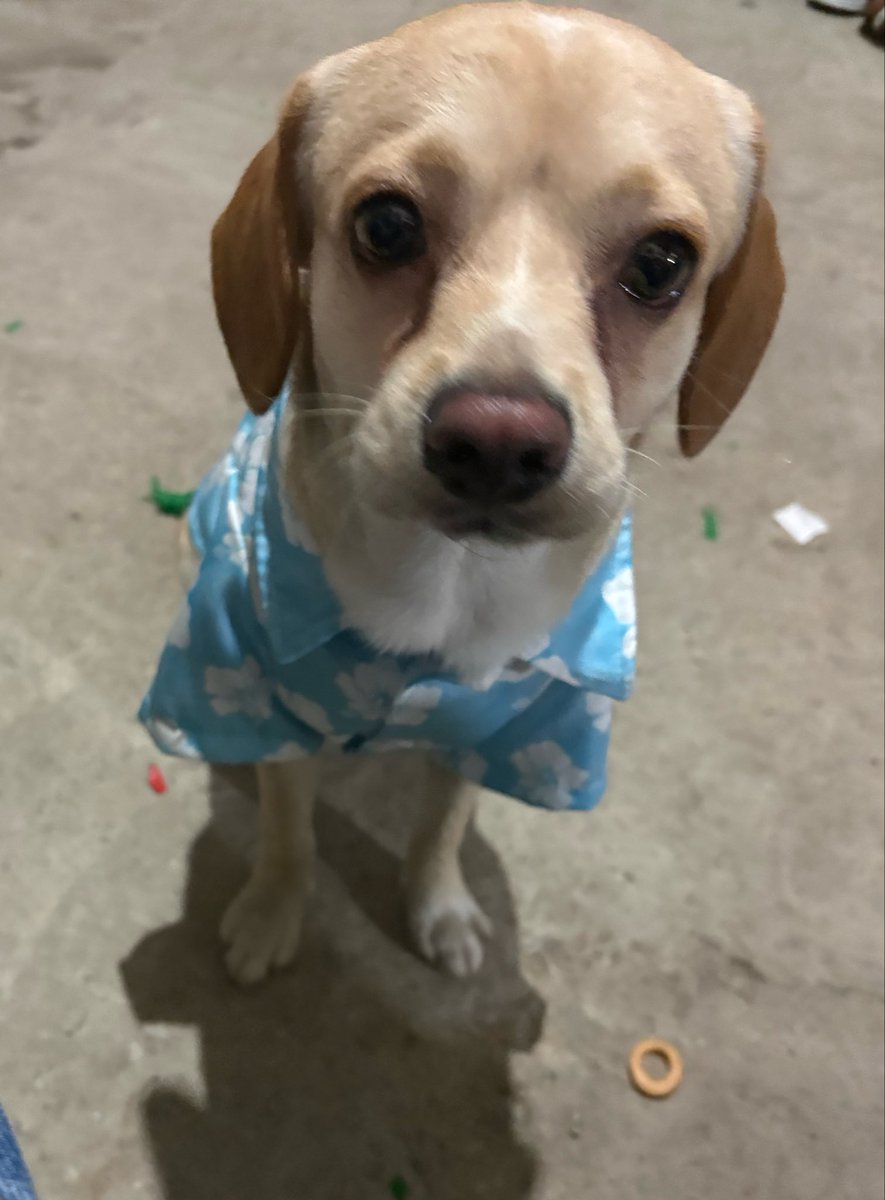 geraloveee's tweet photo. ay amo tanto a maverick, lo adoptamos pq originalmente era para mi suegra (ella quería un chihuahua y nos dijeron q mabo iba ser muy pequeño y era una cruza con esa raza) obviamente nada q ver y además es talla M pero no me arrepiento de esa adopcion, es un perrito muy noble🥹🩵 https://t.co/eUE0aY1nsP