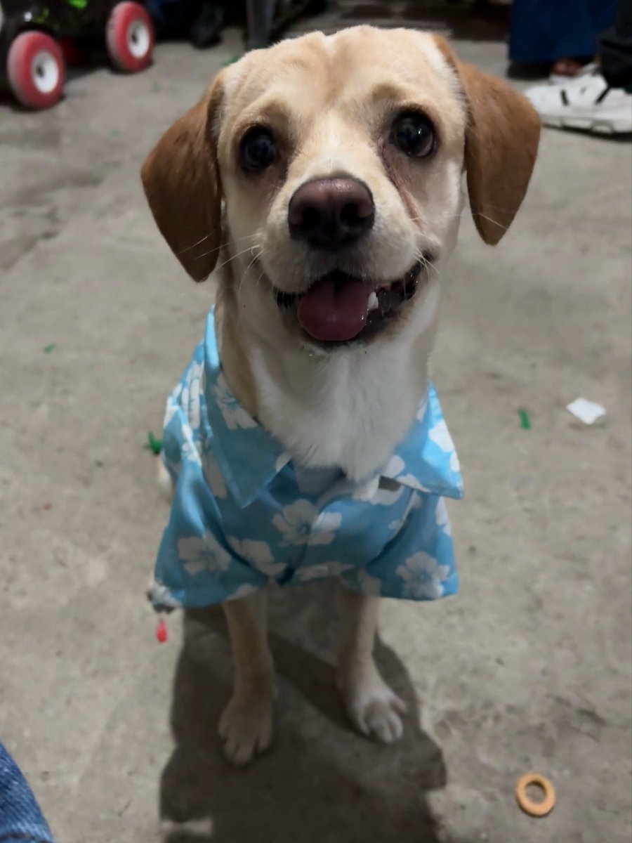 geraloveee's tweet photo. ay amo tanto a maverick, lo adoptamos pq originalmente era para mi suegra (ella quería un chihuahua y nos dijeron q mabo iba ser muy pequeño y era una cruza con esa raza) obviamente nada q ver y además es talla M pero no me arrepiento de esa adopcion, es un perrito muy noble🥹🩵 https://t.co/eUE0aY1nsP