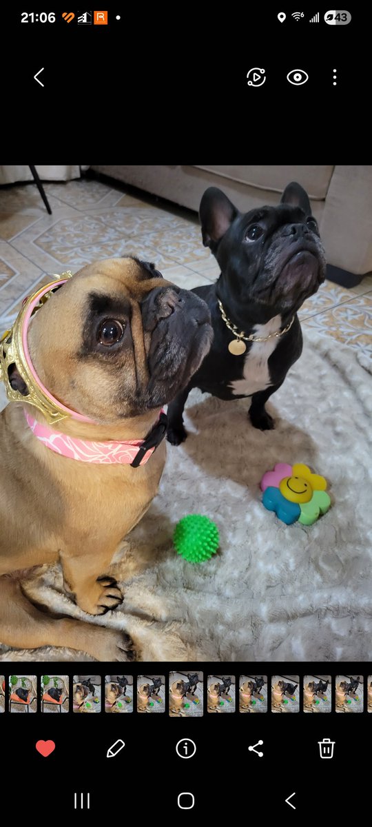 alvaroconcha's tweet photo. @DescuentosRata CandyLú y Bonifacia #MiMascotaRata https://t.co/3Kd3FsPGl6