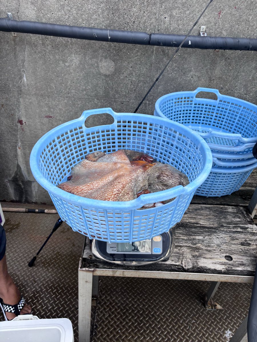 kuma_neko009's tweet photo. タコ解禁！粂丸タコ5.26kg！
デカすぎ！！！ https://t.co/z3go30qk1D