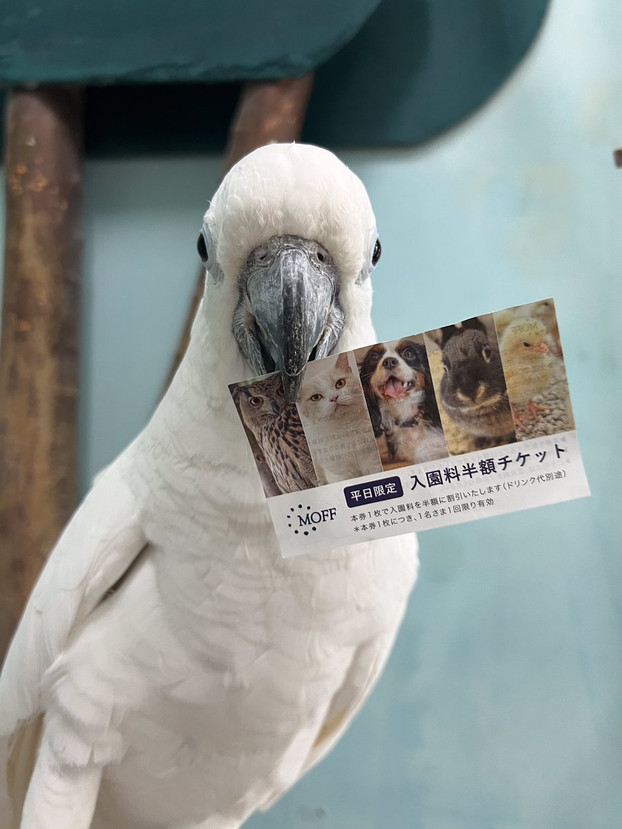 Moff_iias's tweet photo. こんにちは♪
6月がスタートしましたね☂️

🌟平日限定🌟入園料半額チケットのご利用はお忘れではないですか？☀️
ご利用可能期間は7/17までとなっております！
暑い日が続きますが、涼しい室内でぜひ癒されにご来園くださいませ☺️🙌🏻

#moff #ふれあい動物園 #アニマルカフェ #猫カフェ #つくば #茨城 https://t.co/LdfGXihtWc