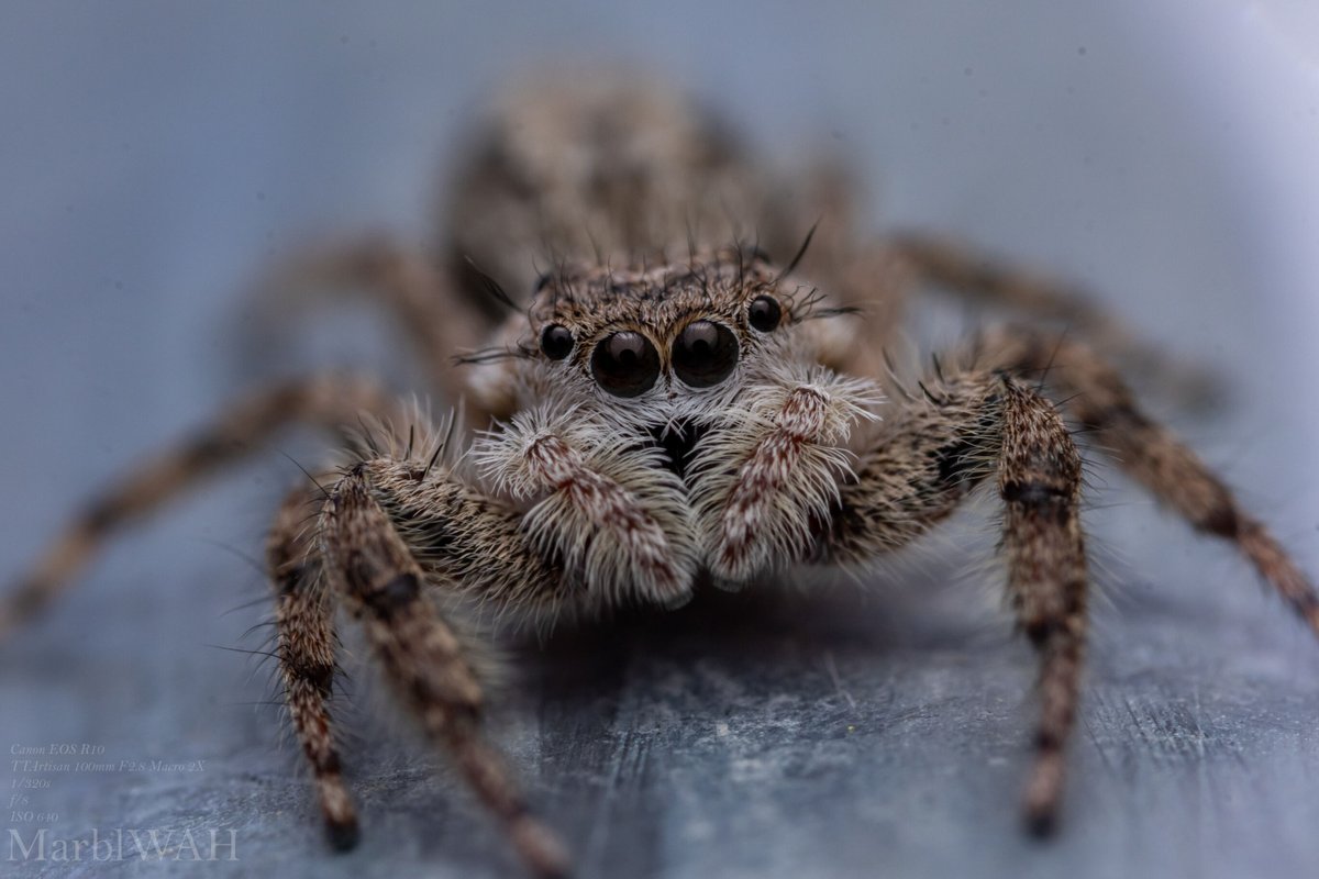 MarblWAH's tweet photo. trillionth tan jumping spider picture mhmm https://t.co/O0Vzzs9uT7