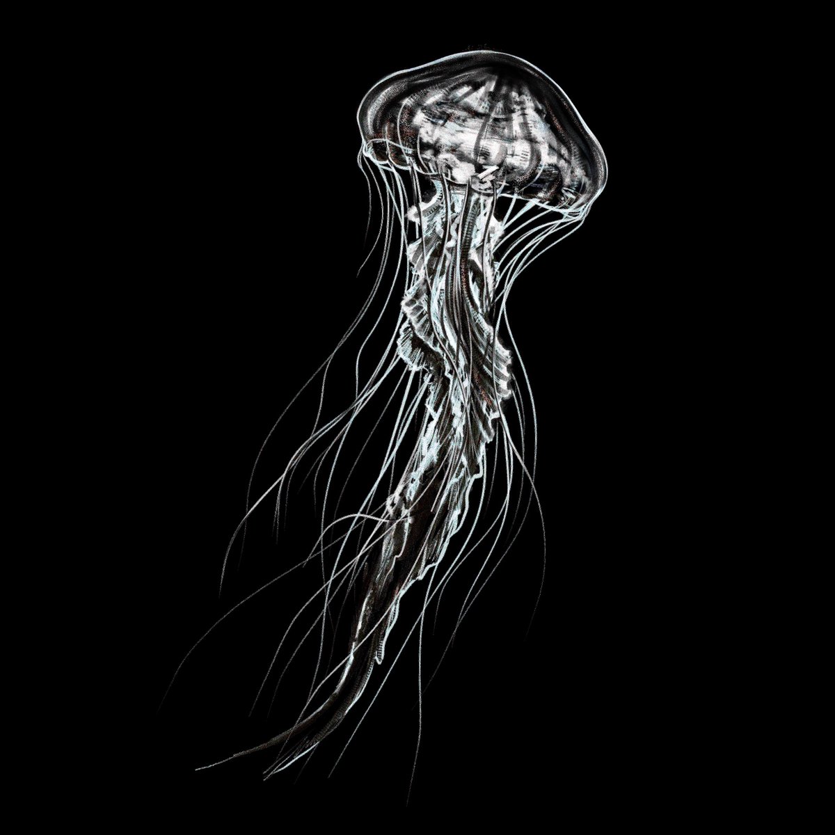 Davinci_sketch's tweet photo. Jellyfish — drifting silently through the darkness.
해파리의 고요한 움직임을 담아보았습니다. ✍️
@Cuda @Procreate 

#그림러_𝕏친소 #Jellyfish #DeepSea #MarineLife #Procreate #artwork #artstudy #illustration #イラスト #realisticdrawing #realism https://t.co/VTneHfx08t