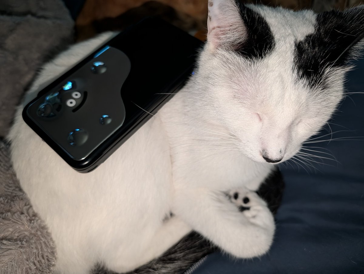 AdvancedOnYT's tweet photo. @_wfl0wrz_ got this shiny one recently (cat for reference) https://t.co/63K0hkx3bA