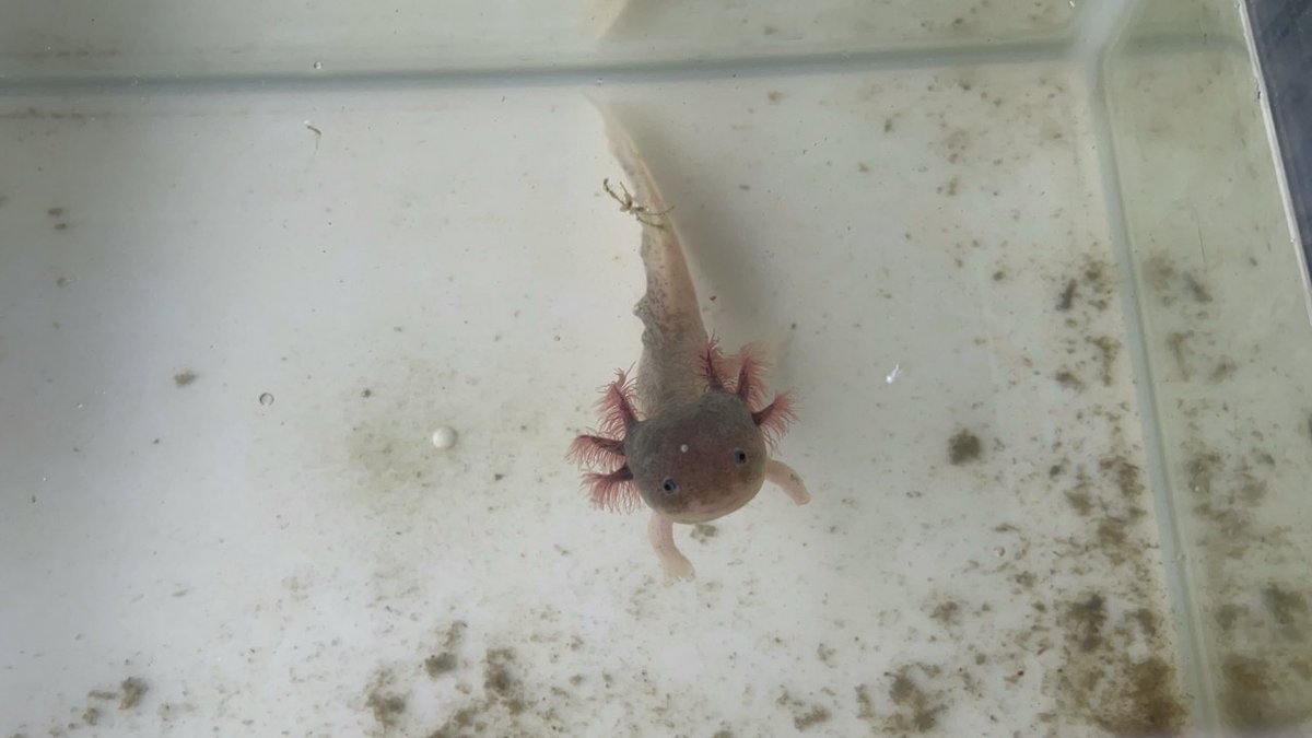 dynam_00384's tweet photo. ダイナム花園店の近くにある
＃メダカ屋トム さん🐟で
ウーパールーパーの餌やりを見学させて頂きました👀⭐️

ぱくっと食べる姿がきゃわたんすぎます。
無限に眺めていられる…💗

＃ダイナム ＃生き物 https://t.co/PUS08o91ZC