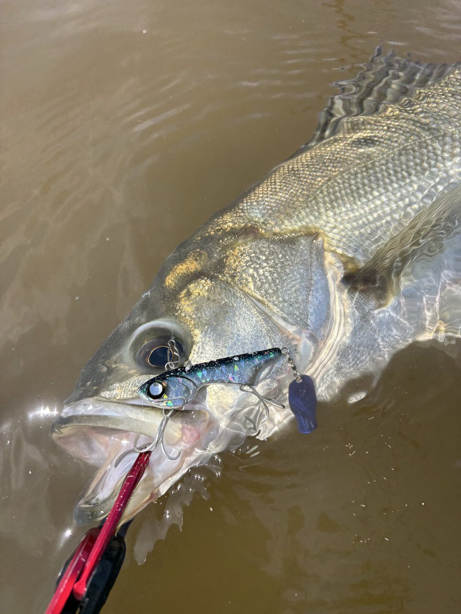 XvgmrgO3's tweet photo. 魚からのコンタクトはあるものの、なかなかフックアップせず😅
結構川の中まで魚入ってきてる印象でした👍
これからが楽しみ😁

#宮城シーバス 
#追波川
#longin2011 
#イリコ
#ゴリラバズーカ962xhs
#oceanfightclubfishingjunkies
#宮城シーバスホーミーズ https://t.co/wz334sjUVQ