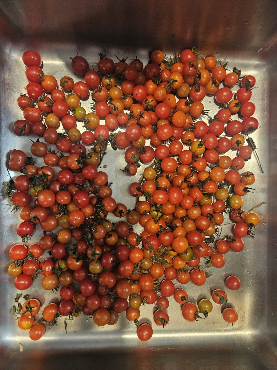 kezab's tweet photo. Someone needs to tell this self planted tomato plant its winter. About the same amount still on the vine too https://t.co/M3QLUJ6H8j