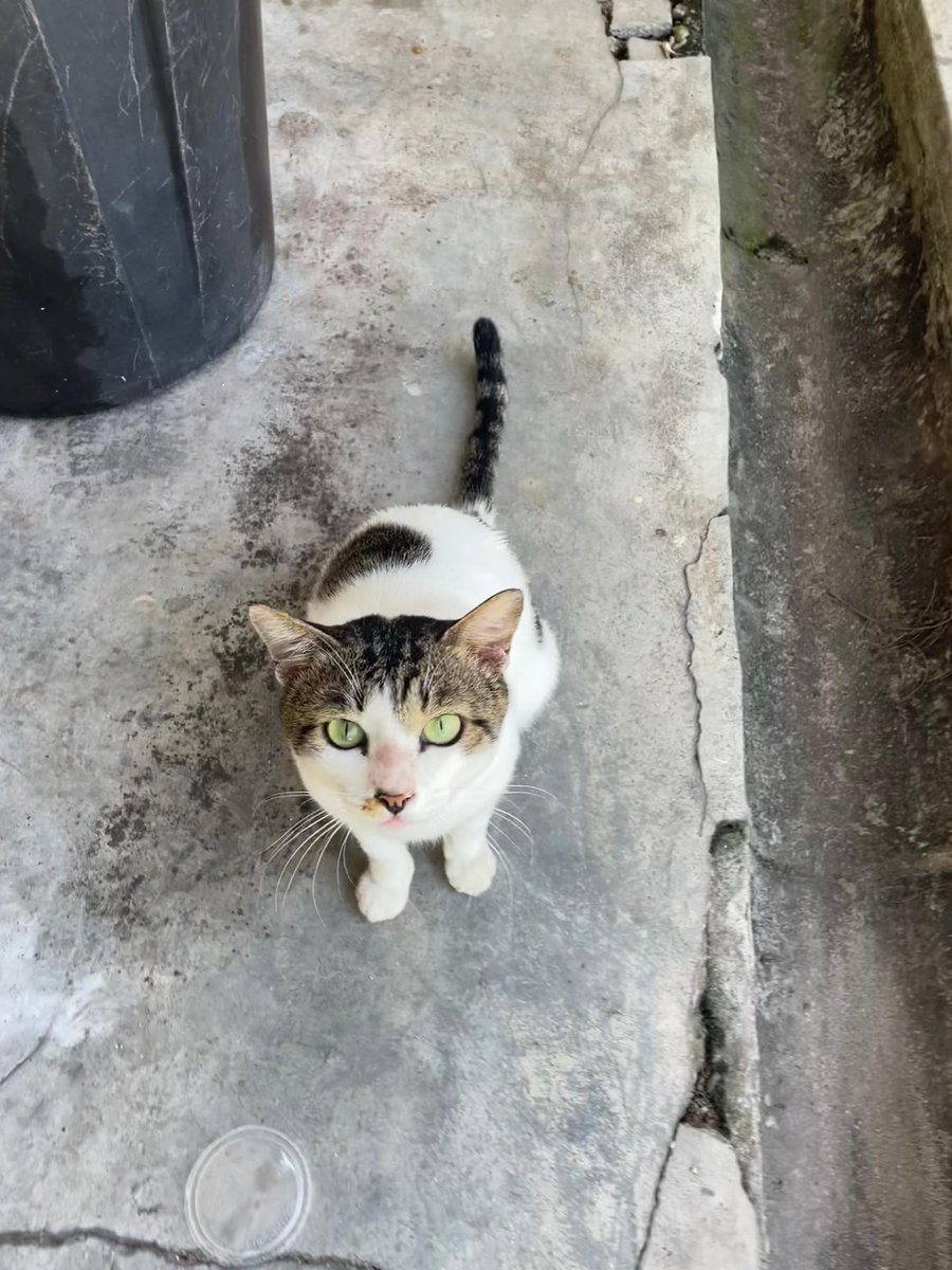 kyril_graguks's tweet photo. Selamat Jalan Awang "Penyambut Tetamu Vet Kerajaan Sitiawan😔".Siapa yg biasa ke Vet gov disini pasti mengenali Awang apatah lagi saya yg tiap2 ptg bila vet cuti/tutup,Awang akan keluar berlari bila tau saya dtg.Dia suka sangat Isi Rebusan ayam.Awang tewas sebab batu karang😔 https://t.co/XSWTIrznhR