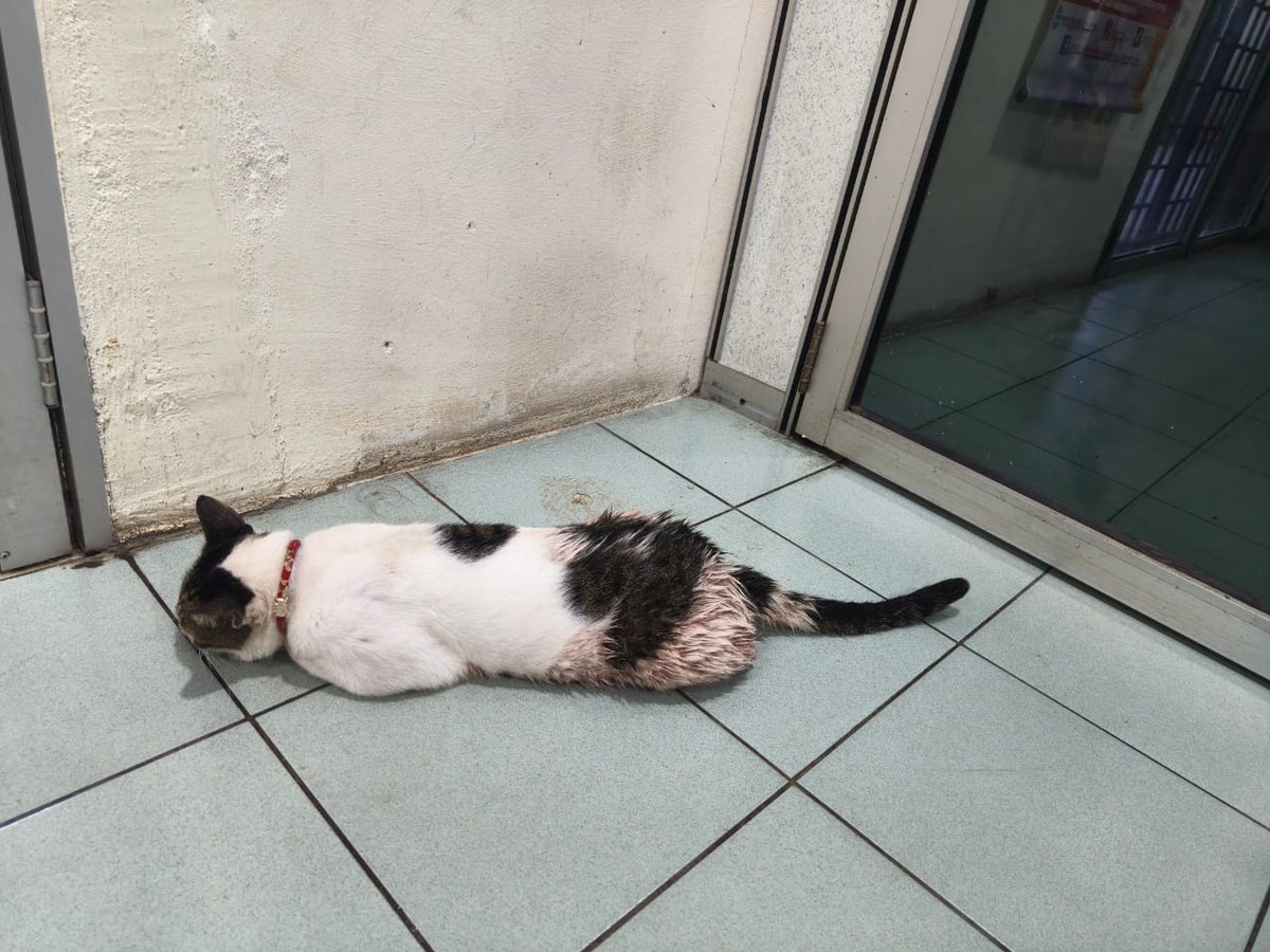 kyril_graguks's tweet photo. Selamat Jalan Awang "Penyambut Tetamu Vet Kerajaan Sitiawan😔".Siapa yg biasa ke Vet gov disini pasti mengenali Awang apatah lagi saya yg tiap2 ptg bila vet cuti/tutup,Awang akan keluar berlari bila tau saya dtg.Dia suka sangat Isi Rebusan ayam.Awang tewas sebab batu karang😔 https://t.co/XSWTIrznhR
