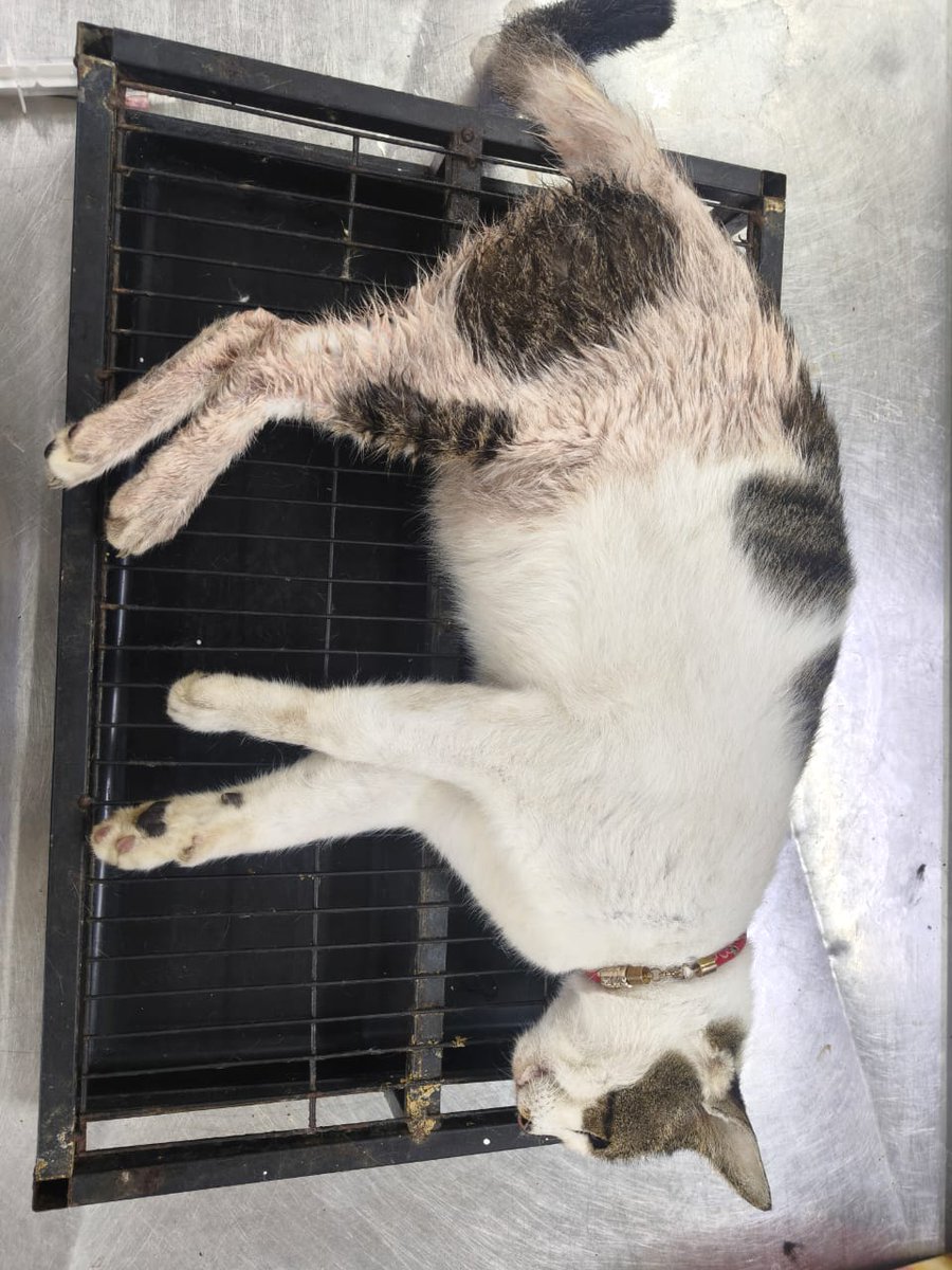kyril_graguks's tweet photo. Selamat Jalan Awang "Penyambut Tetamu Vet Kerajaan Sitiawan😔".Siapa yg biasa ke Vet gov disini pasti mengenali Awang apatah lagi saya yg tiap2 ptg bila vet cuti/tutup,Awang akan keluar berlari bila tau saya dtg.Dia suka sangat Isi Rebusan ayam.Awang tewas sebab batu karang😔 https://t.co/XSWTIrznhR