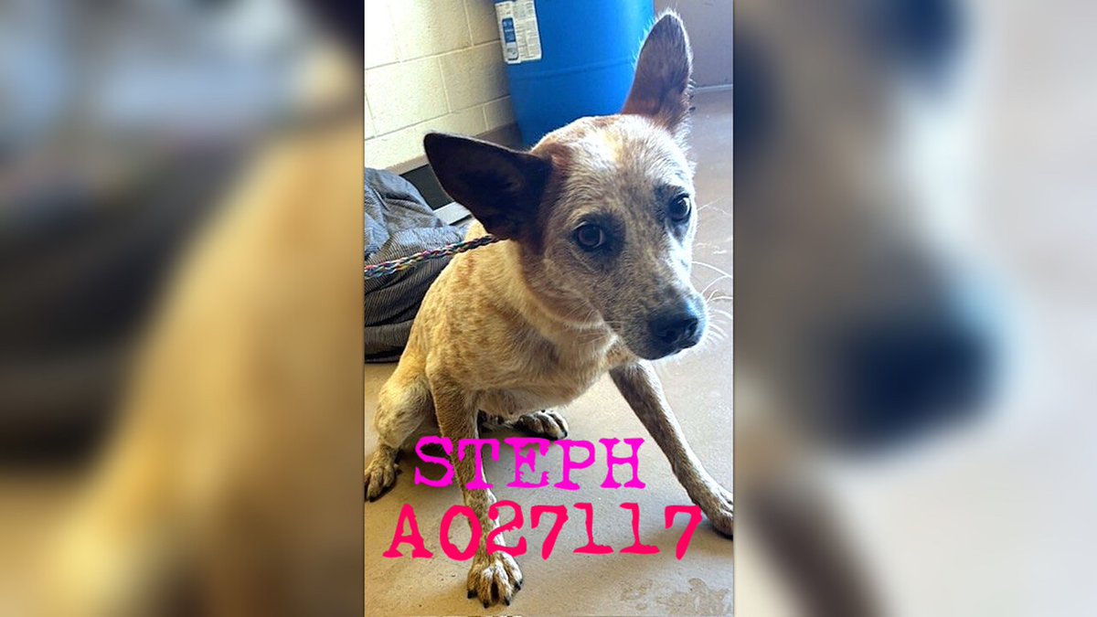 fionaismybitch's tweet photo. POOR STEPH #A27117 IS MAMA TO JACOB #A27111 & ROMEO #A27112 & COCO #A27114 & NEZUKO #A27115 WHO ARE ALL ON THE URGENT LIST!!!! 💔💔💔Clayton County, GA. This precious soul must have a commitment by 4 pm on Friday June 5th or face DEATH BY CRUEL & EXCRUCIATING HEARTSTICK as euthansia for space. This is a HIGH KILL shelter. There is NO MERCY!! 💔💔💔💔💔💔💔💔PLEASE DONATE FOR RESCUE INTEREST!!! 
DONATE: https://t.co/kj9pGoFIIr
CONTACT: volunteers.cacc@gmail.com