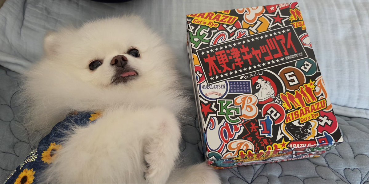 モコ太郎 これから木更津キャッツアイ観る ここからだったの🥺❤️