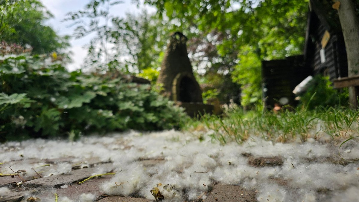 DuylsBos's tweet photo. Heeft het gesneeuwd in het Bos? Nee al dat zachte witte spul komt van de populier #Marilandica om precies te zijn. Die verspreidt zijn zaad via #zaaddozen die openklappen als pluizenbol zodra ze de grond raken. Echt alles zit eronder nu 👀📸🤭
#populier #pluizen #kijknou #populus https://t.co/t3tvRPbGgY