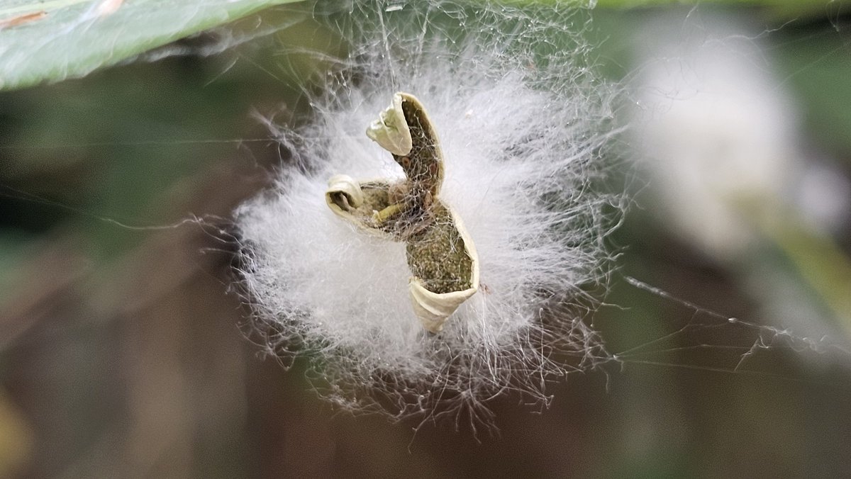 DuylsBos's tweet photo. Heeft het gesneeuwd in het Bos? Nee al dat zachte witte spul komt van de populier #Marilandica om precies te zijn. Die verspreidt zijn zaad via #zaaddozen die openklappen als pluizenbol zodra ze de grond raken. Echt alles zit eronder nu 👀📸🤭
#populier #pluizen #kijknou #populus https://t.co/t3tvRPbGgY