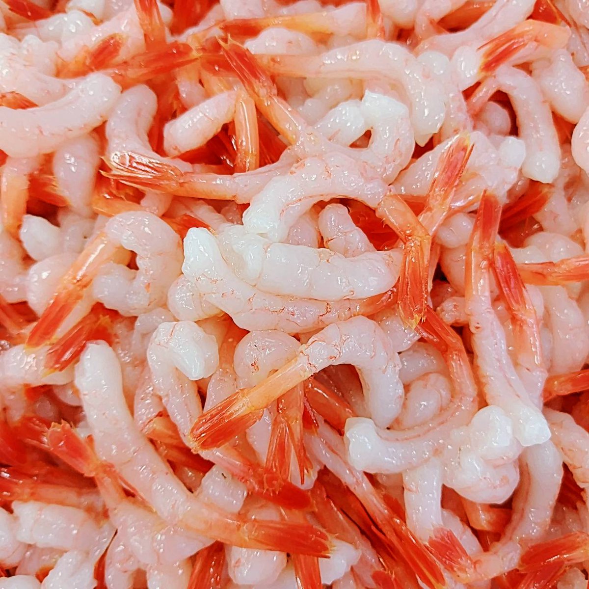 _saika_sendai's tweet photo. ６月になりました。今月もよろしくお願いいたします🦐

お盆に向けまして、刺身えびの販売が増えてくる時期です。
業務向けがほとんどなので、皆様に知ってもらう機会は少ないかもしれませんが、どこかでご賞味いただけていると嬉しいです😊

#南蛮エビ　#刺身　#６月 https://t.co/RlkFipXuWG