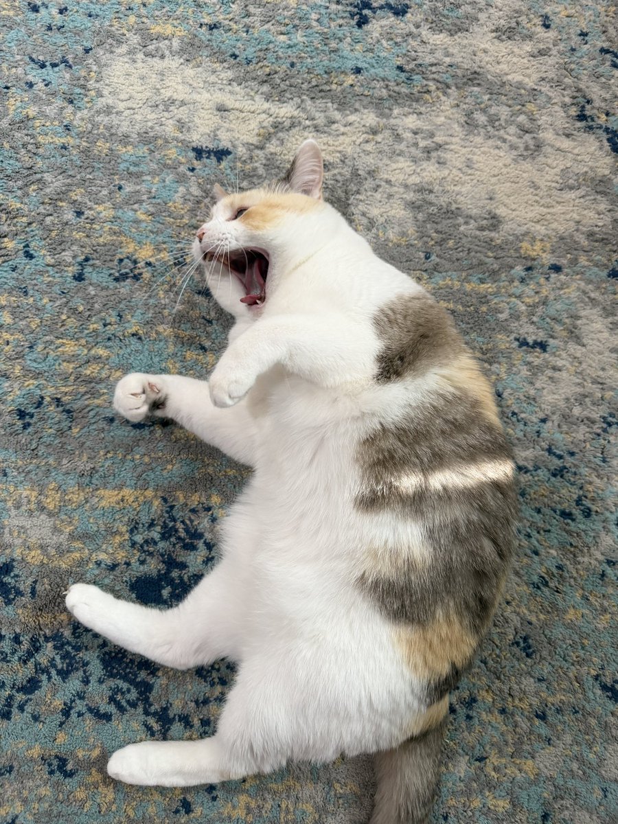 Panko A. Cat’s Mom tweet media