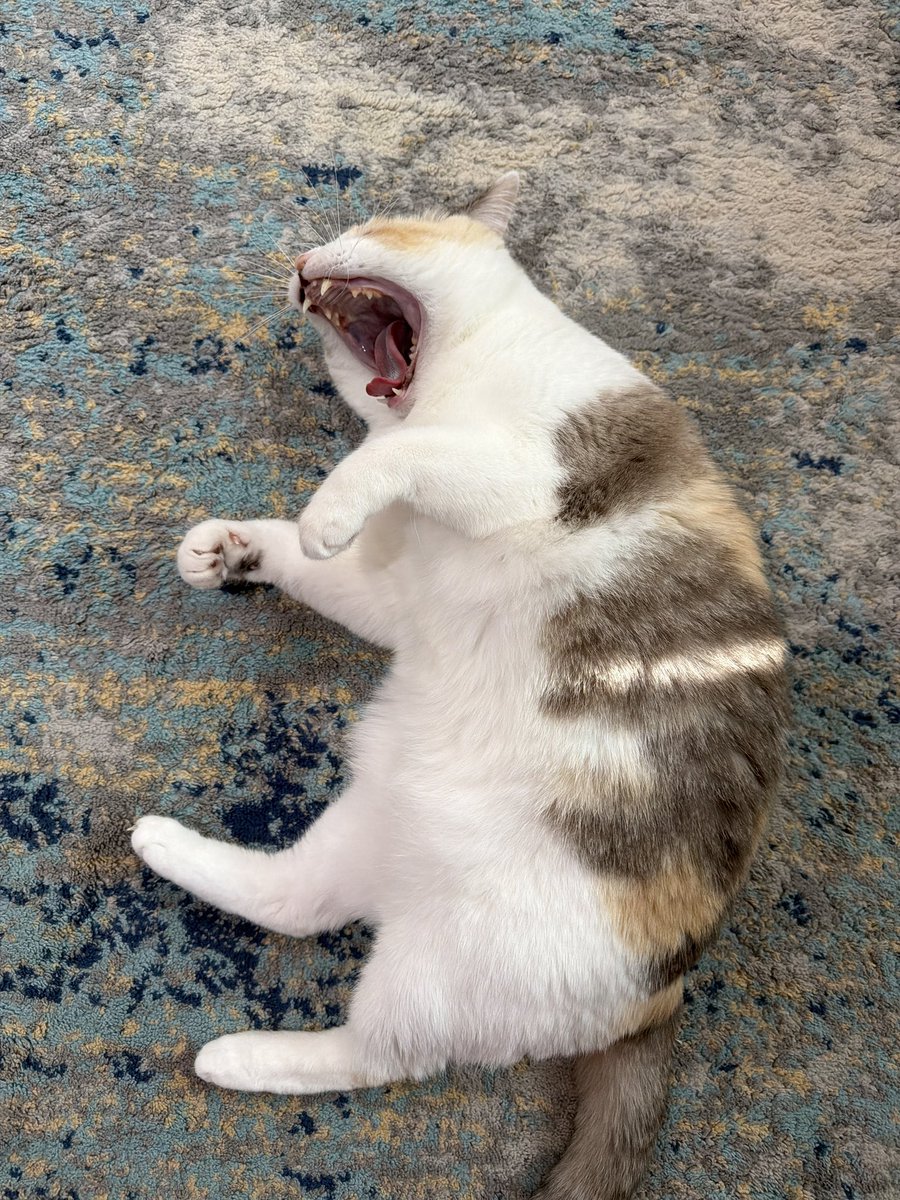 Panko A. Cat’s Mom tweet media
