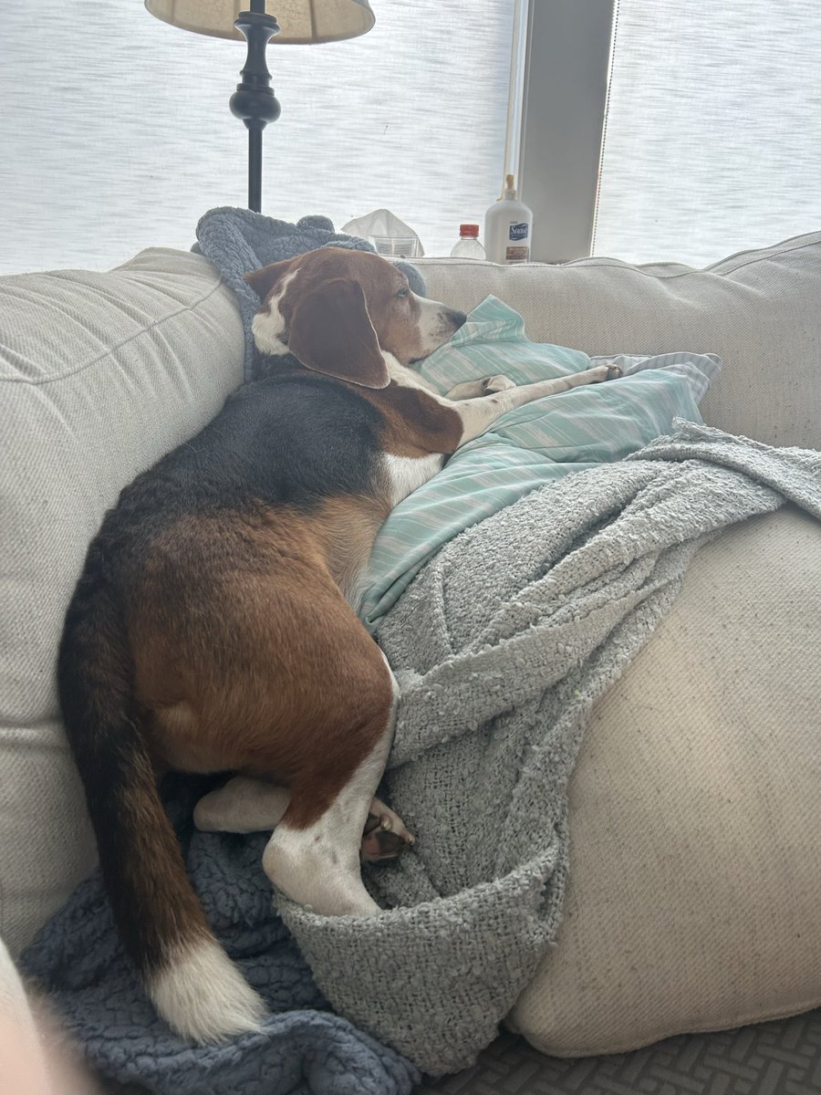 jayhawkgrad's tweet photo. @beaglefacts @thecarlevans Apparently his bed isn’t enough sometimes! #lewisthebeagle https://t.co/nviBLCe3Ws