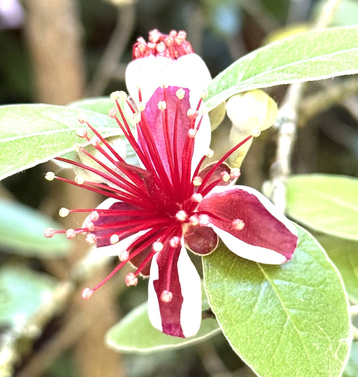 eric_j_NGS's tweet photo. Feijoa are a favorite -- the "pineapple guava" fruit are distinct and ripen late in November/December, the flower petal taste is reminiscent of cotton candy, and the natural pollinators are rats! https://t.co/YNzsYPCH3g
