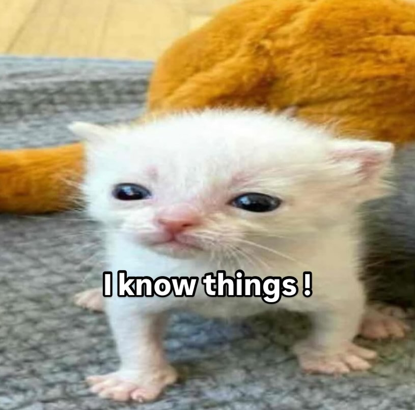 smol silly cat tweet media
