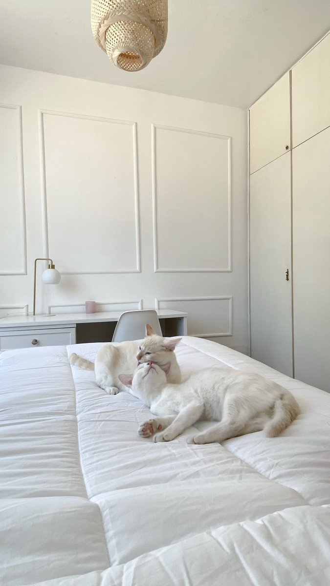 lilymrnd's tweet photo. meu e dos gatos tbem https://t.co/3grOqcP08h