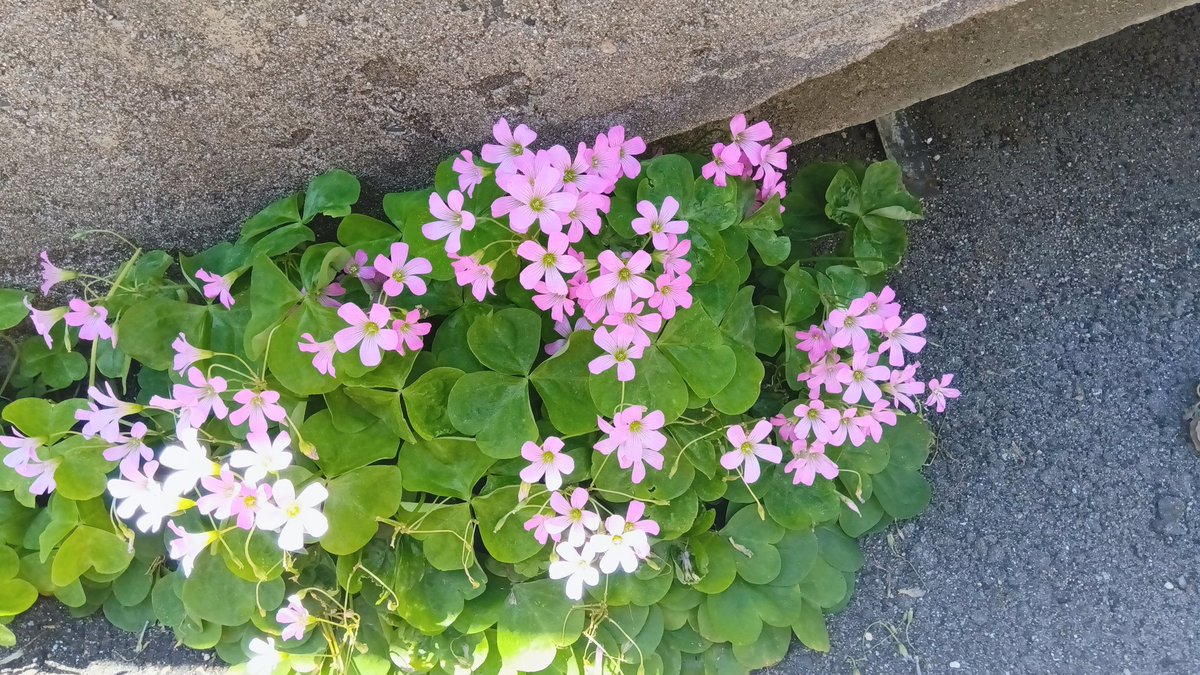ouchi_diary's tweet photo. 花が咲いていました🌸🌿 https://t.co/iX9WYdiDti