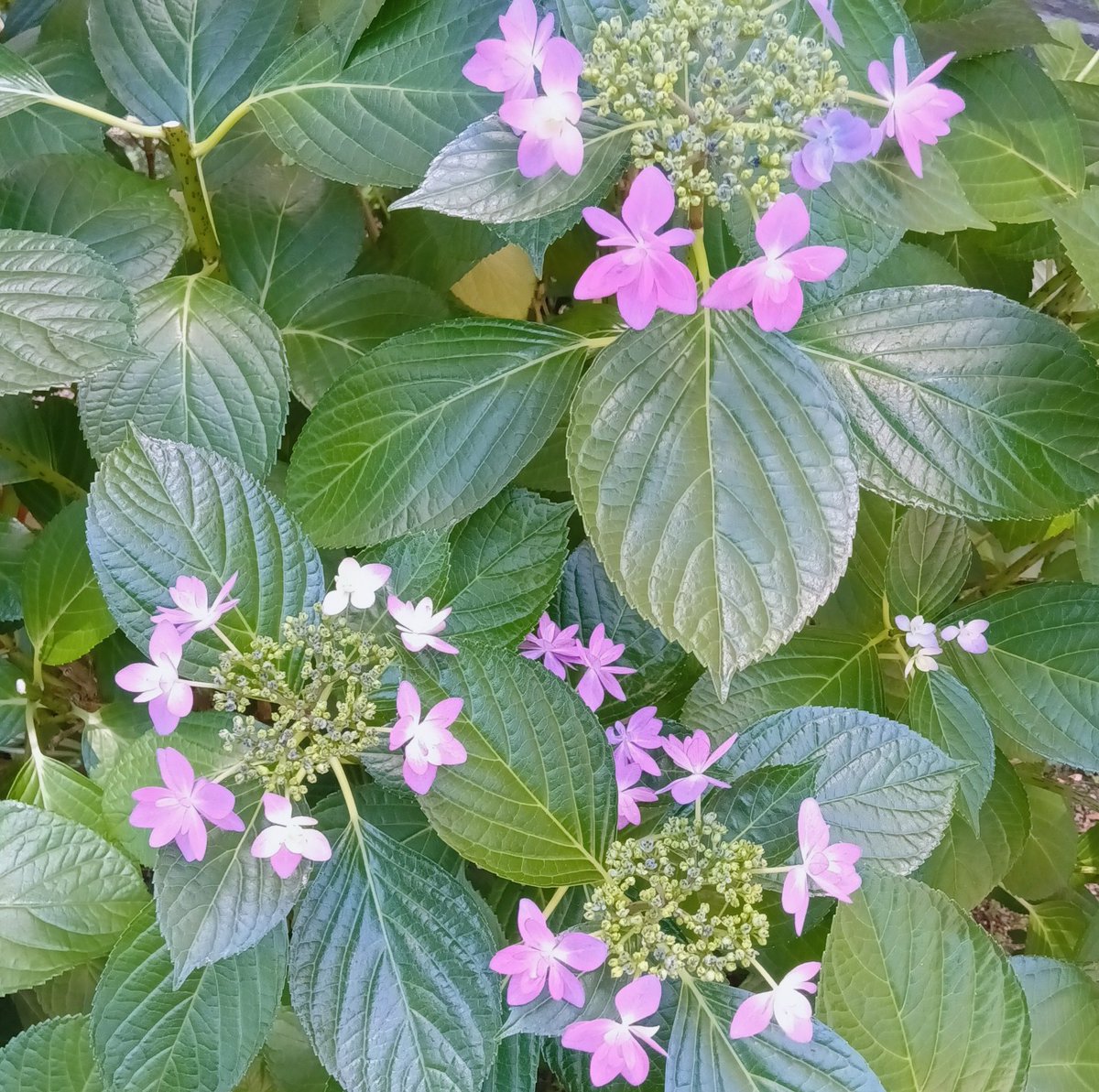 ouchi_diary's tweet photo. 花が咲いていました🌸🌿 https://t.co/iX9WYdiDti