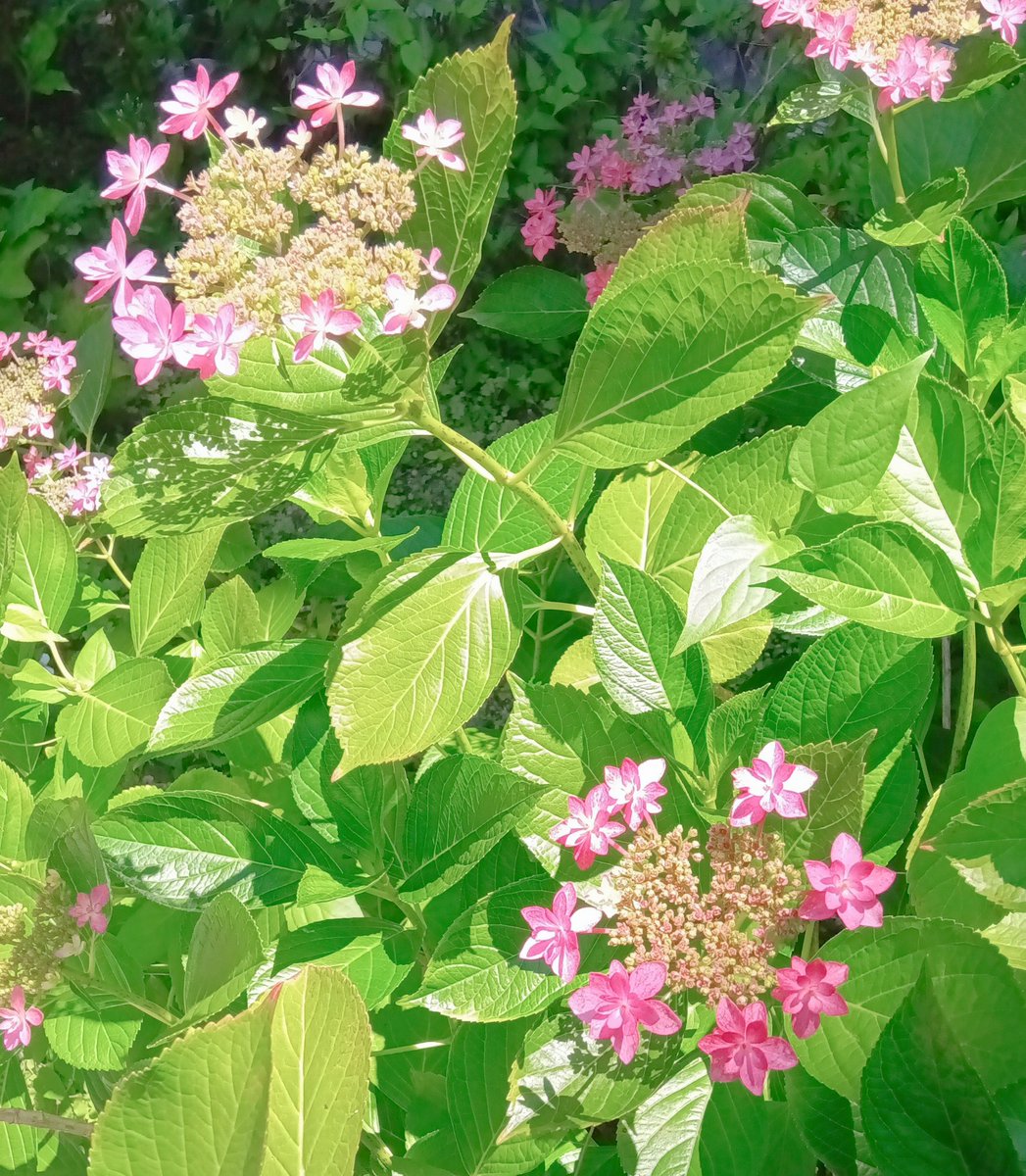 ouchi_diary's tweet photo. 花が咲いていました🌸🌿 https://t.co/iX9WYdiDti